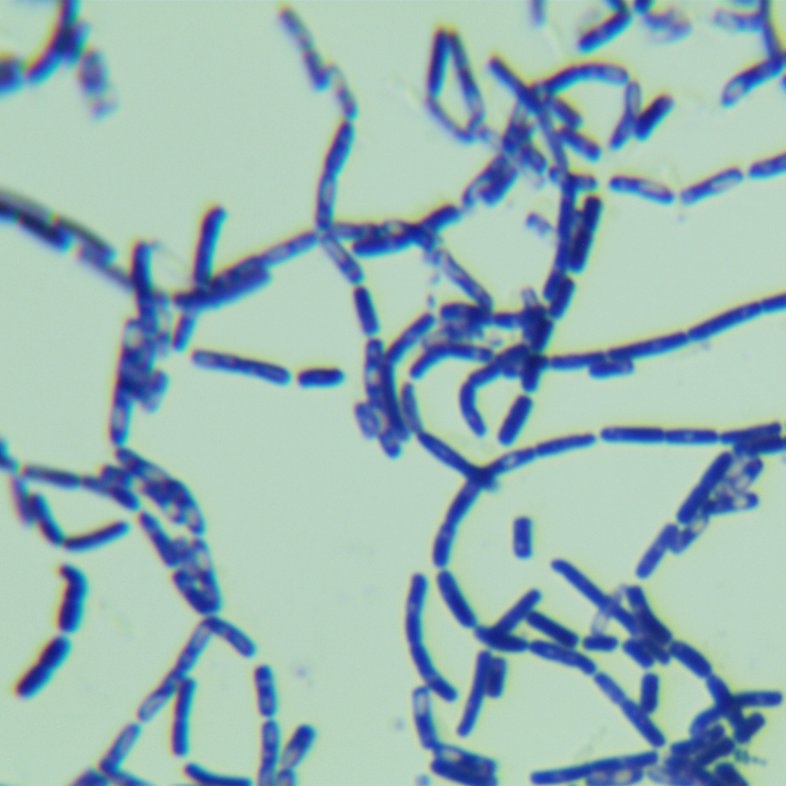 Bacillus thuringiensis-BNCC