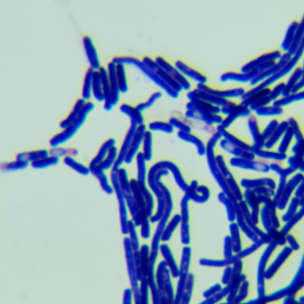 Bacillus thuringiensis-BNCC