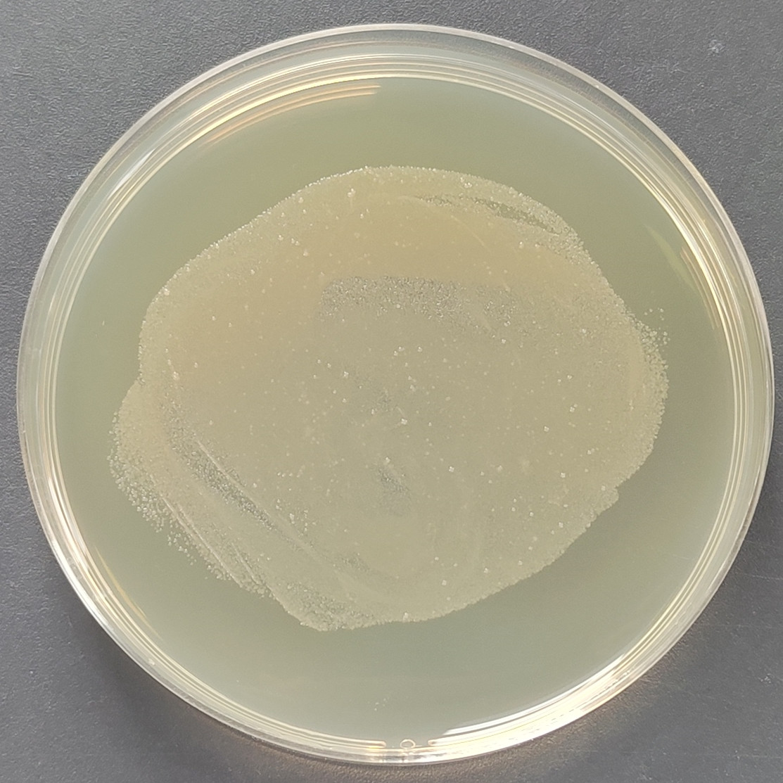 Escherichia coli-BNCC
