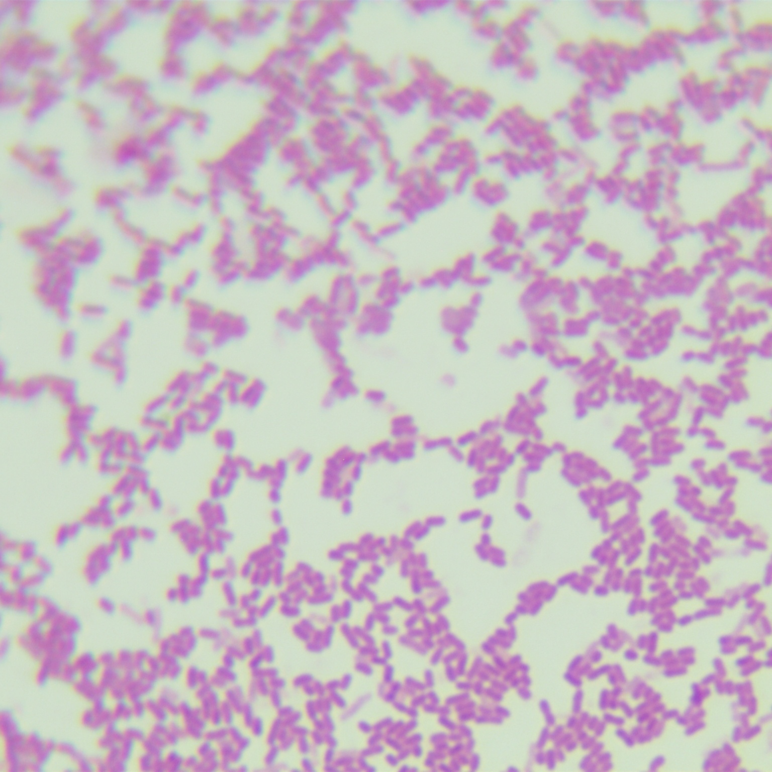 Escherichia coli-BNCC
