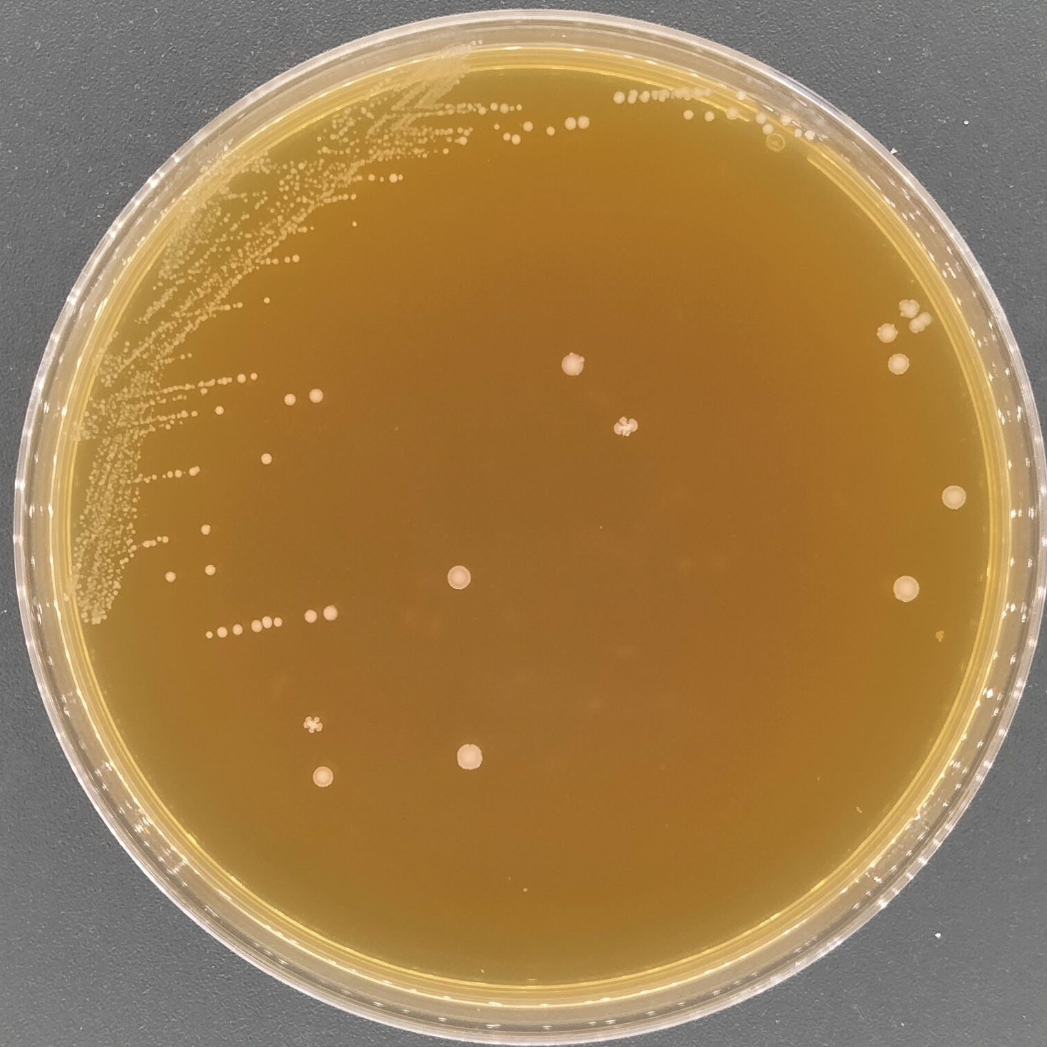 Lactococcus lactis subsp. lactis-BNCC
