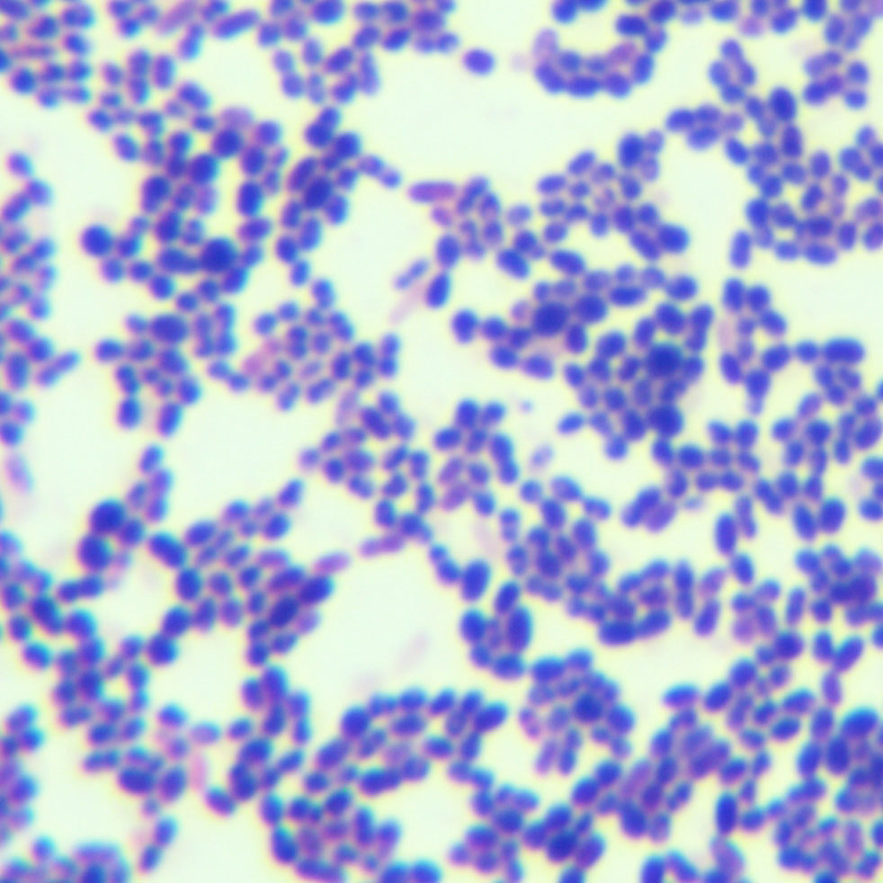 Lactococcus lactis subsp. lactis-BNCC