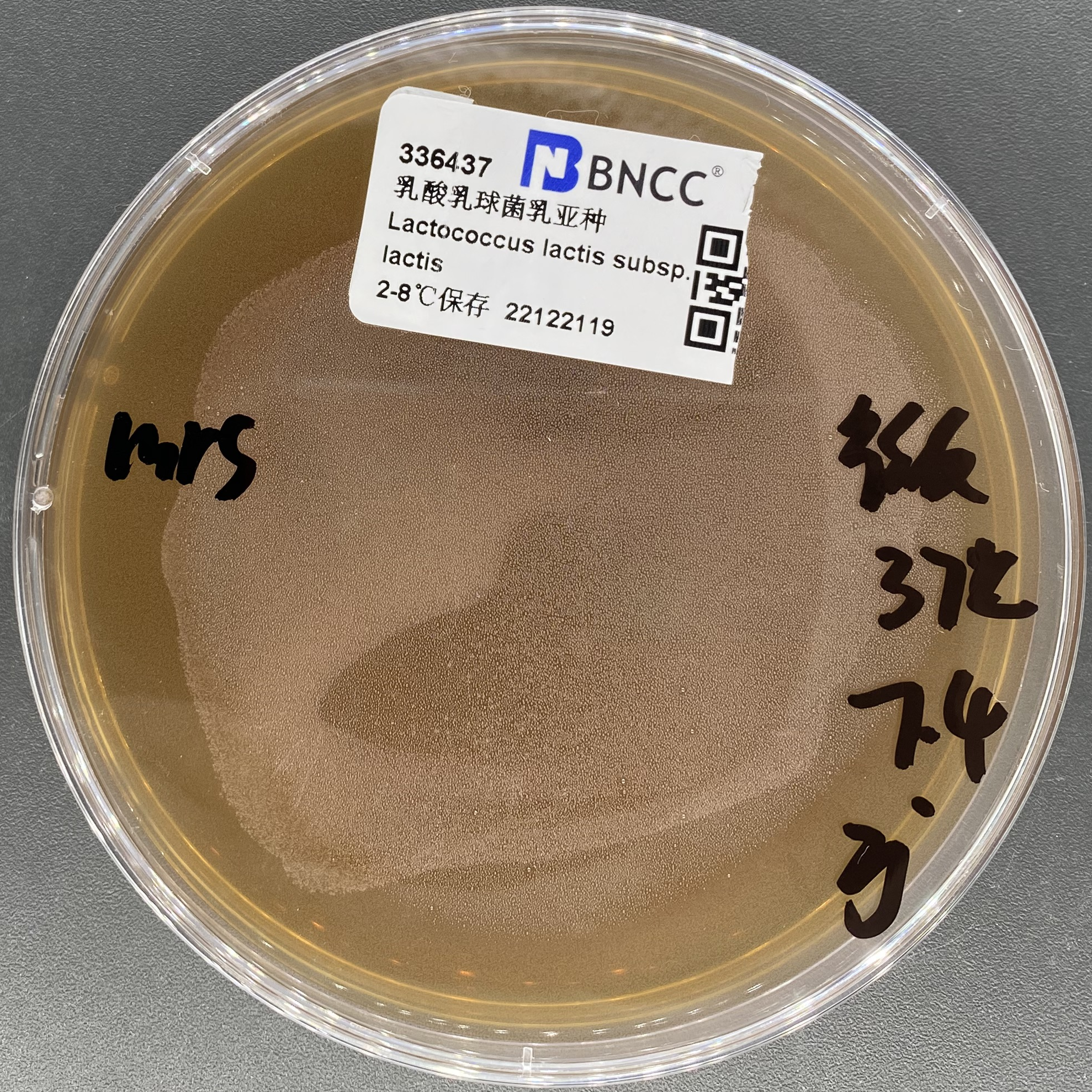 Lactococcus lactis subsp. lactis-BNCC