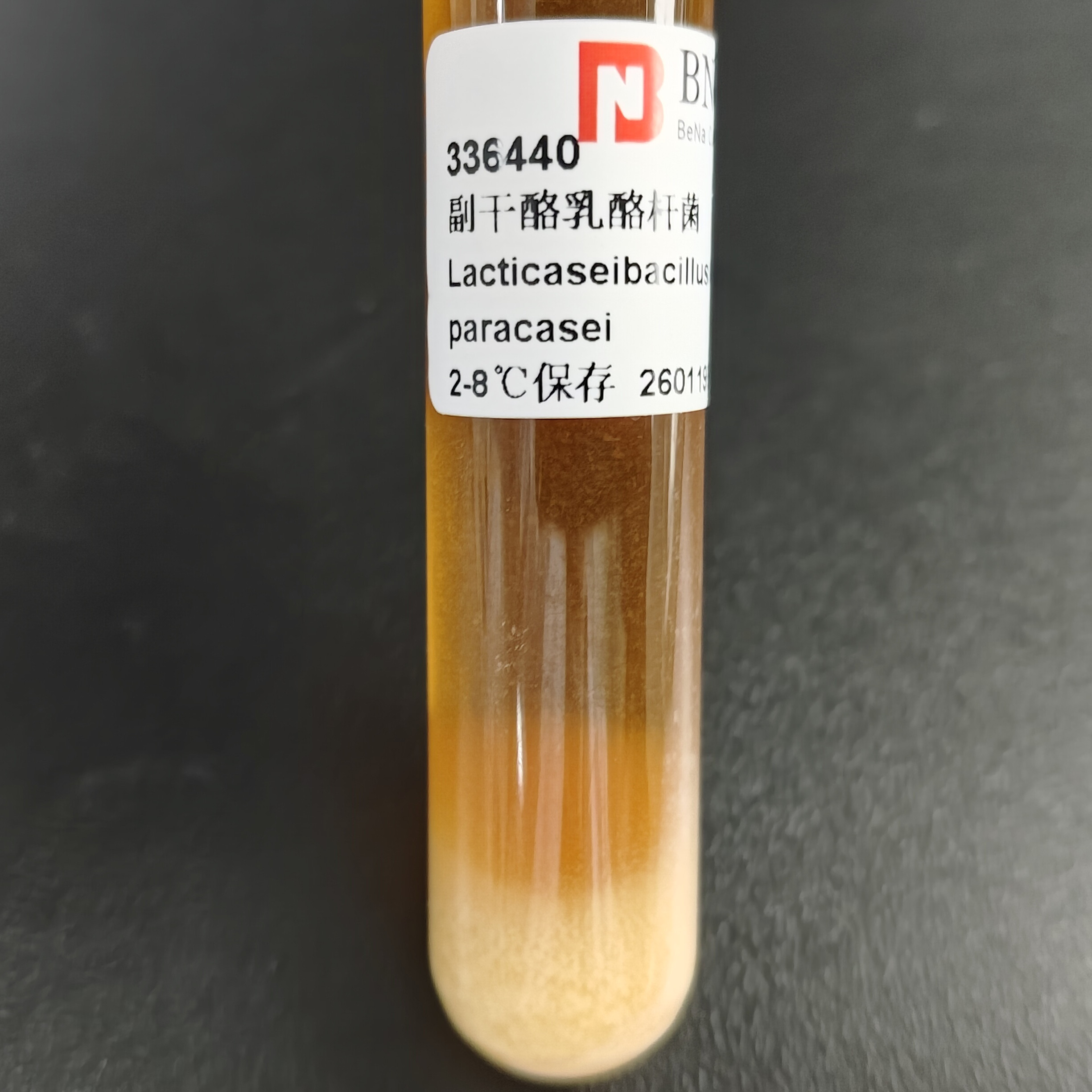 Lactobacillus paracasei-BNCC