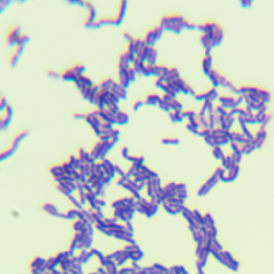 Lactobacillus paracasei-BNCC