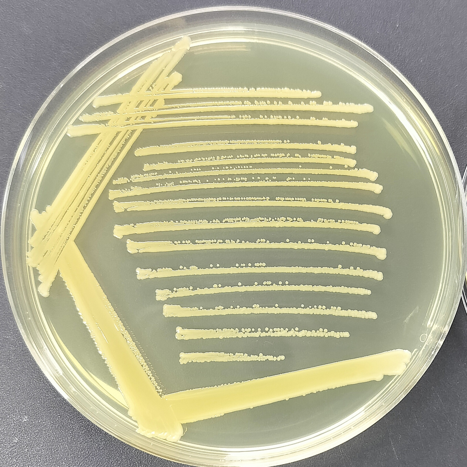 Staphylococcus aureus-BNCC