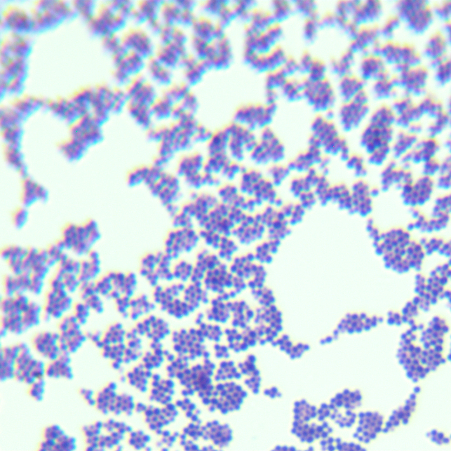 Staphylococcus aureus-BNCC