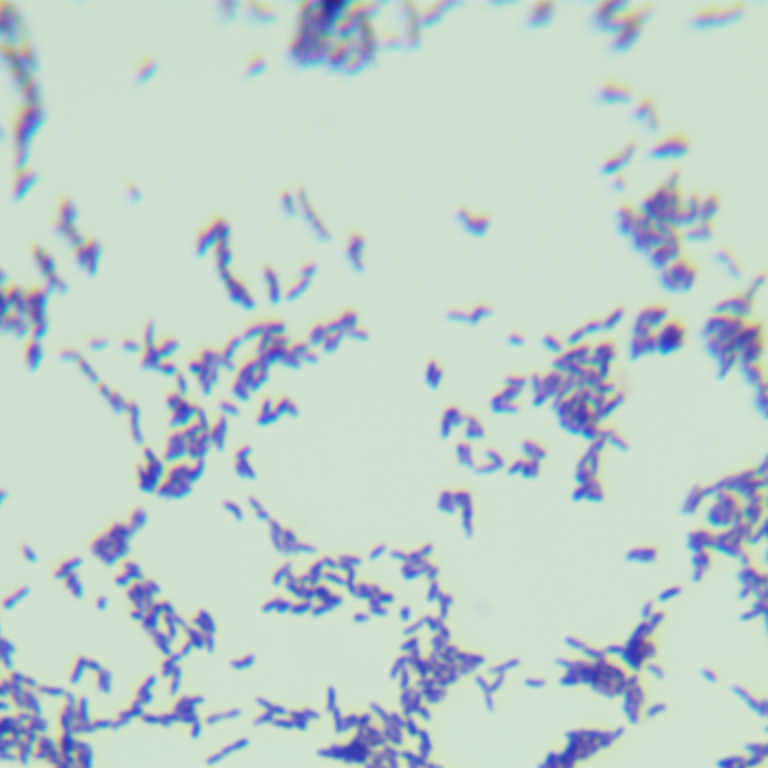 Propionibacterium acnes (Propionibacterium acnes, Propionibacterium acnes)-BNCC
