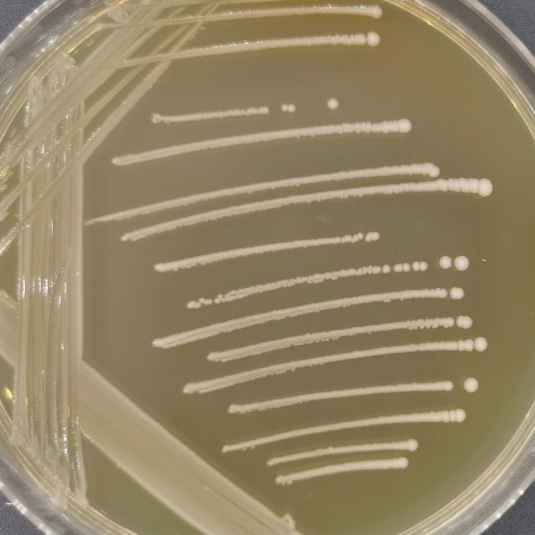 Enterococcus faecalis-BNCC