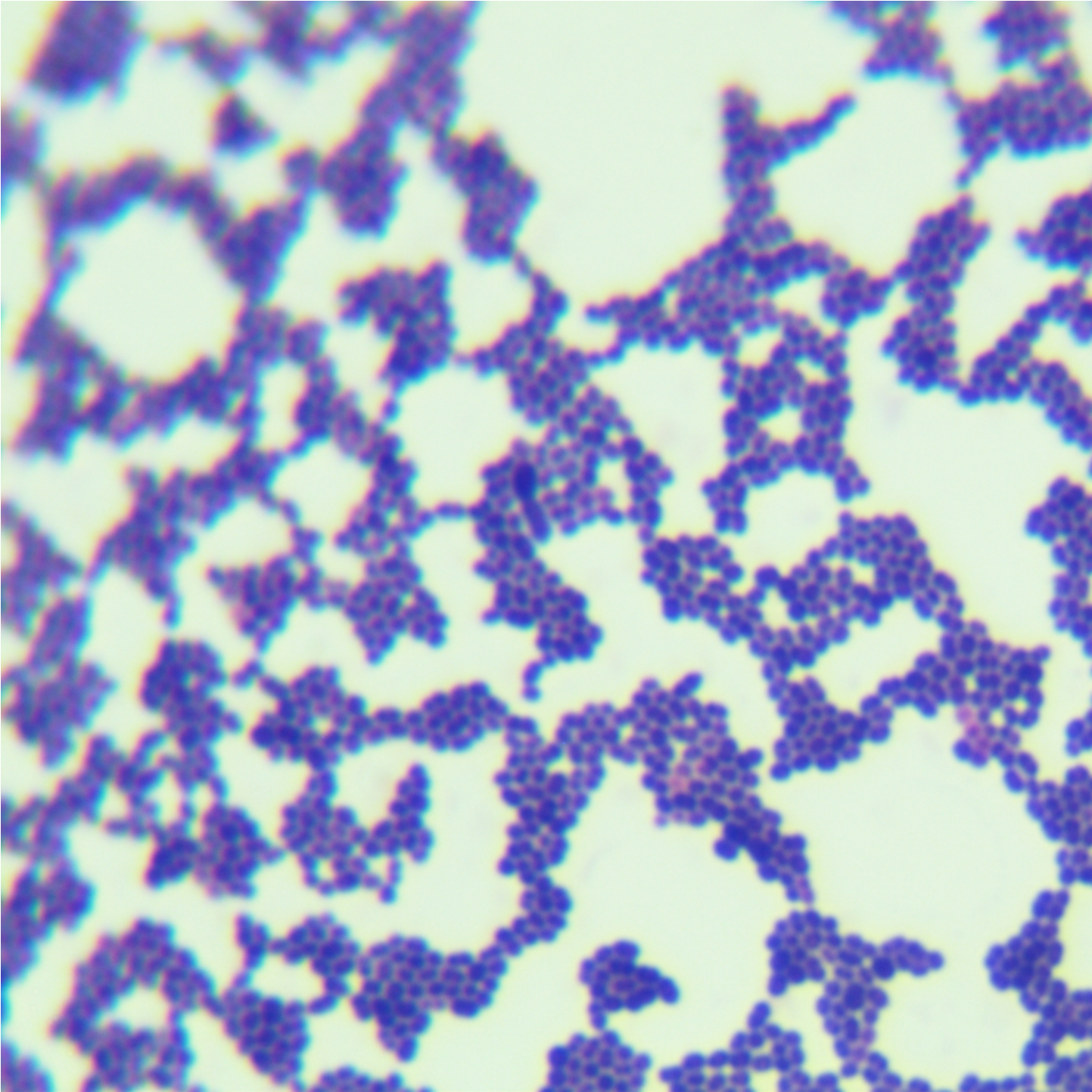 Enterococcus faecalis-BNCC