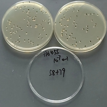 Staphylococcus aureus subsp. aureus-BNCC