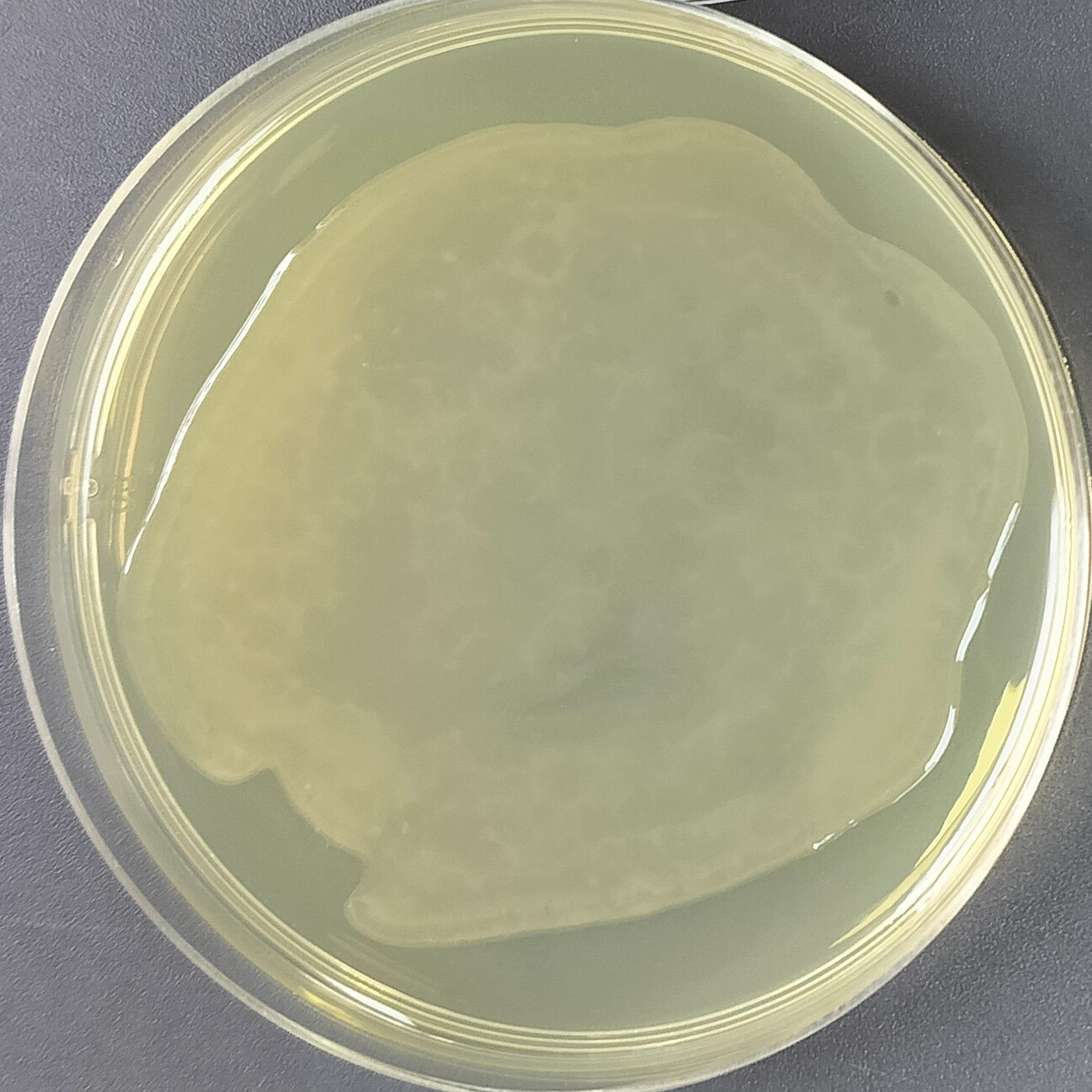 Bacillus licheniformis-BNCC