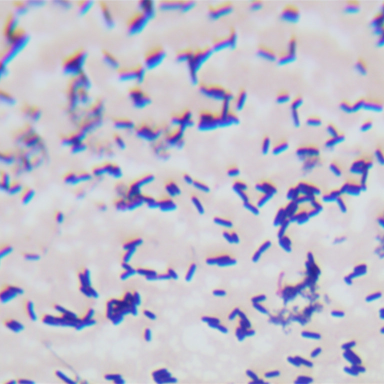 Bacillus licheniformis-BNCC
