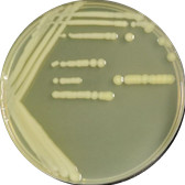 Wet Fibromonas-BNCC