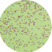 Wet Fibromonas-BNCC