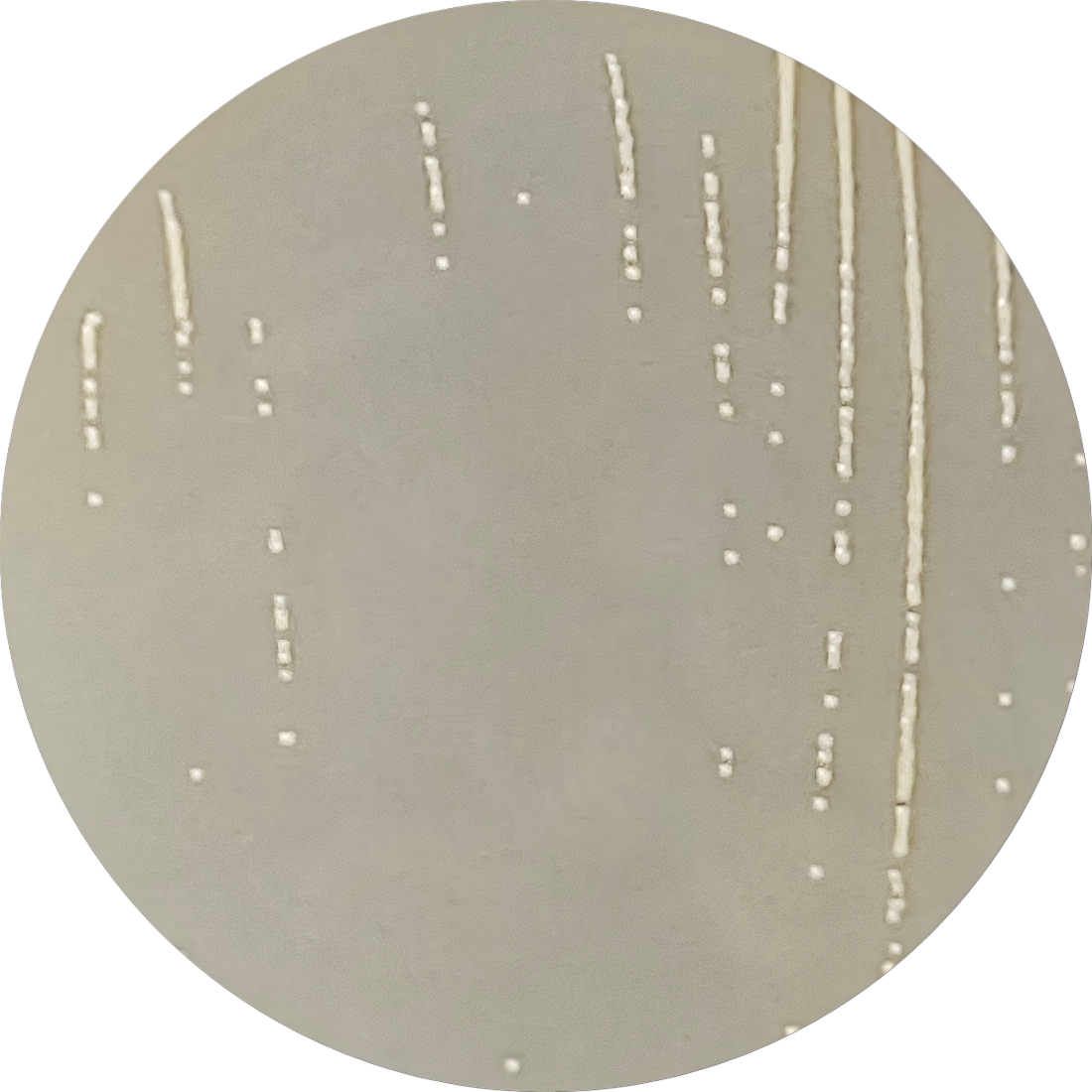 Moisture-loving Monosporus bacteria-BNCC