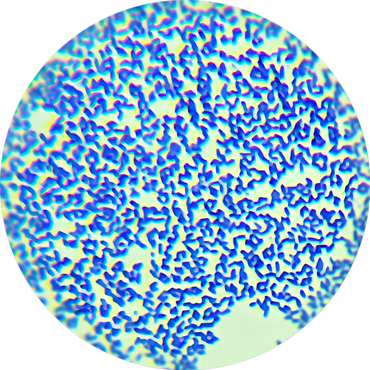 Moisture-loving Monosporus bacteria-BNCC