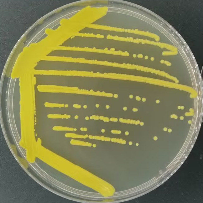 Lactobacillus acidophilus-BNCC