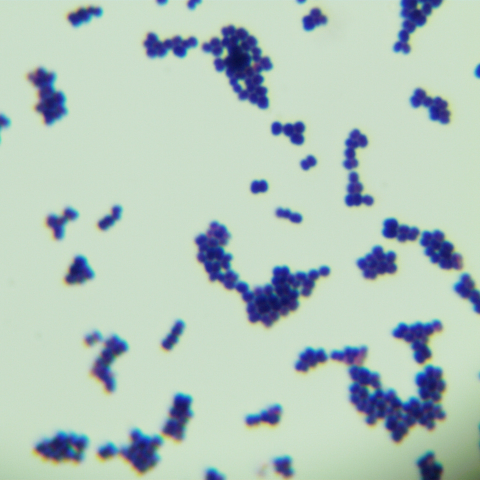 Lactobacillus acidophilus-BNCC