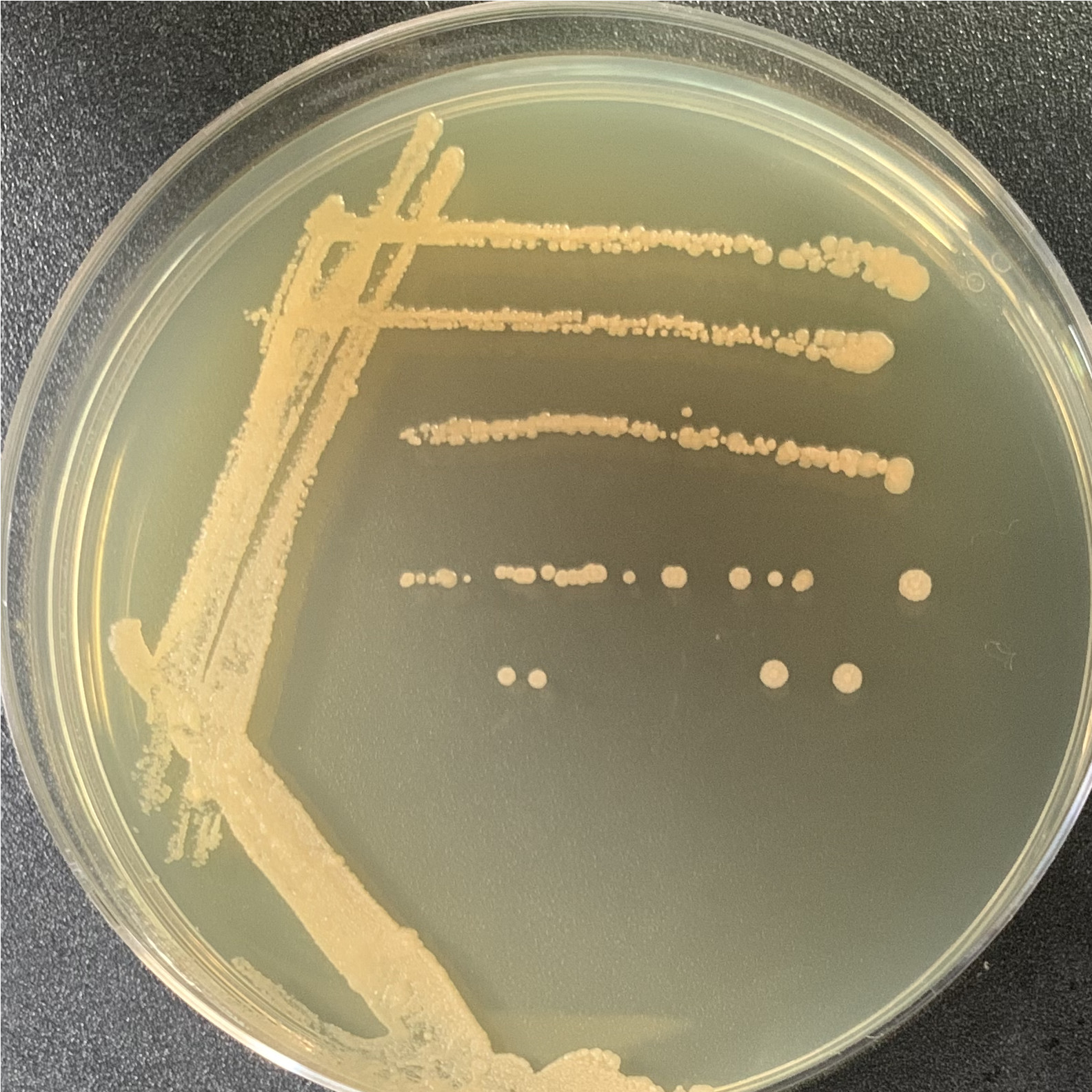 Salmon colored lock throwing yeast-BNCC