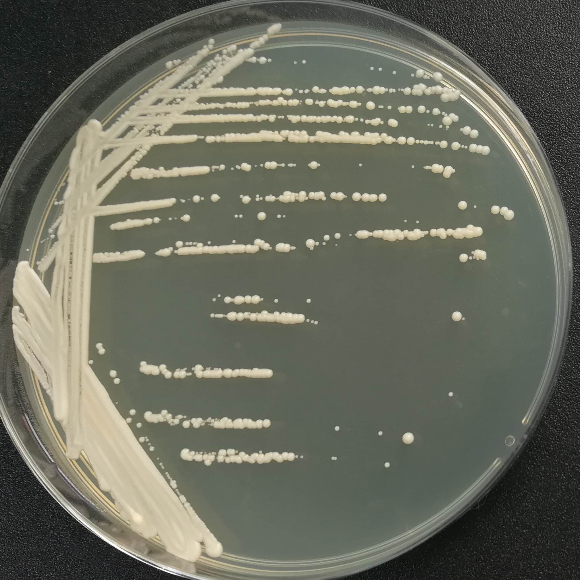 Brewing yeast-BNCC