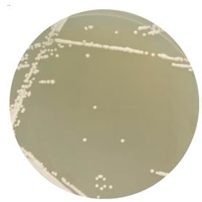 Brewing yeast-BNCC