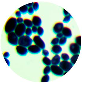 Brewing yeast-BNCC