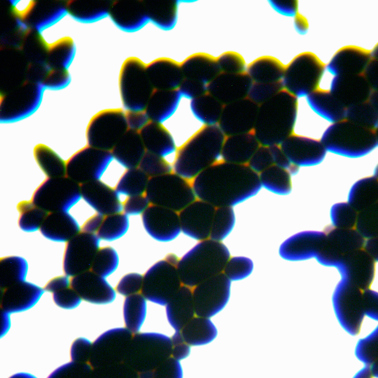 Brewing yeast-BNCC