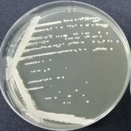 Brewing yeast-BNCC