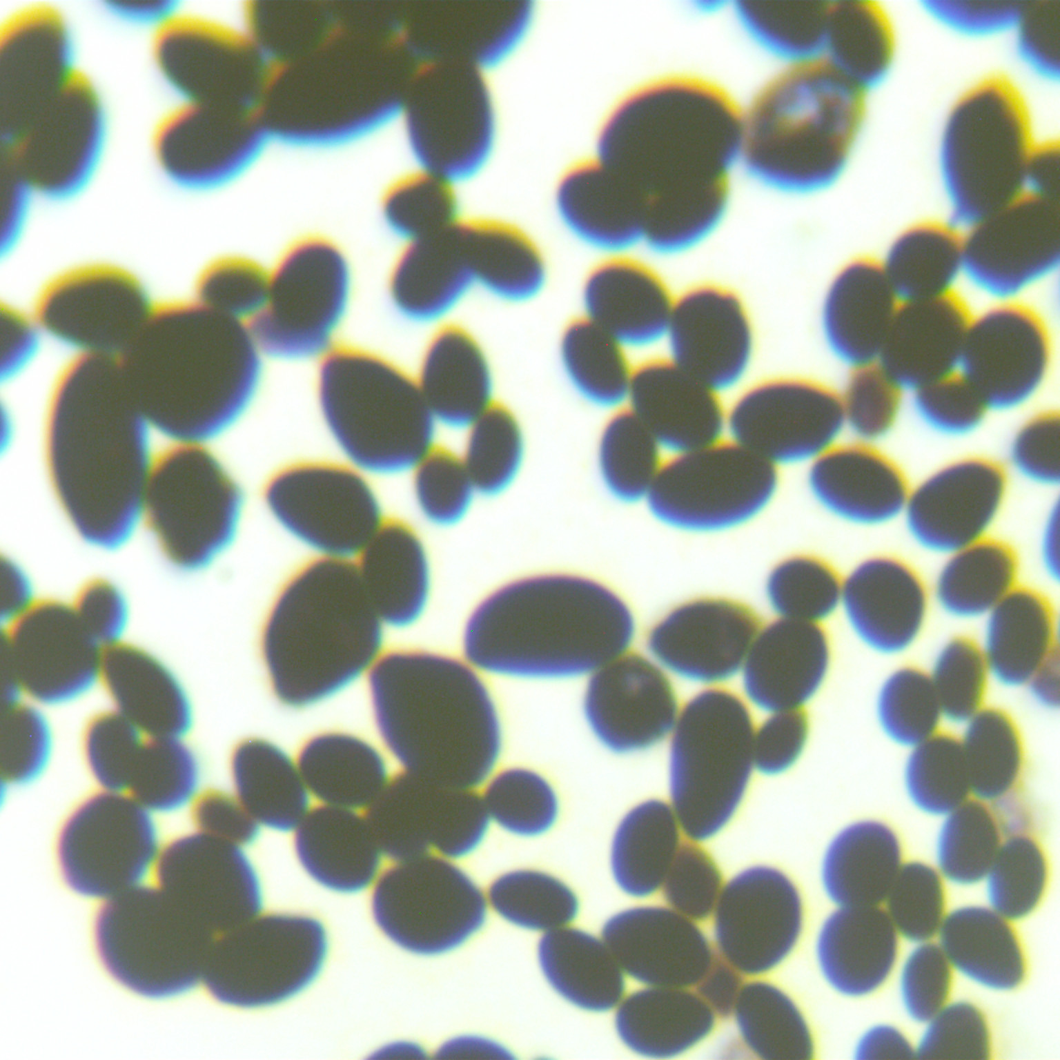 Brewing yeast-BNCC