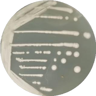 Brewing yeast-BNCC