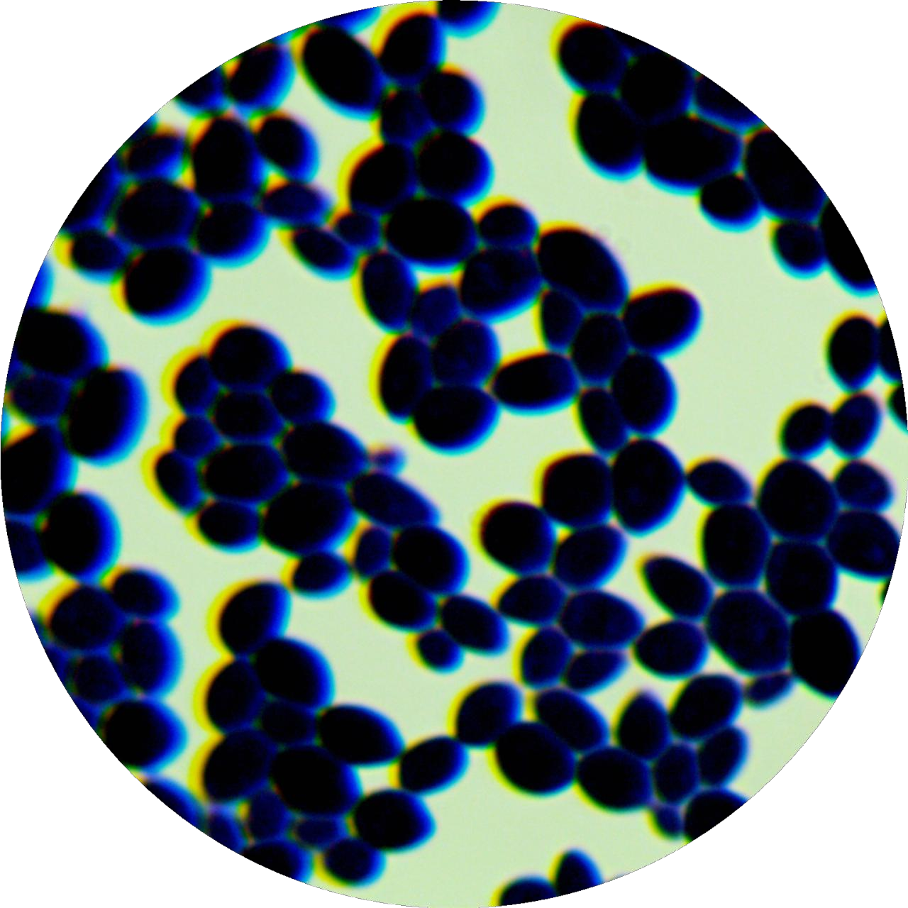 Brewing yeast-BNCC