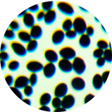 Baker's yeast-BNCC