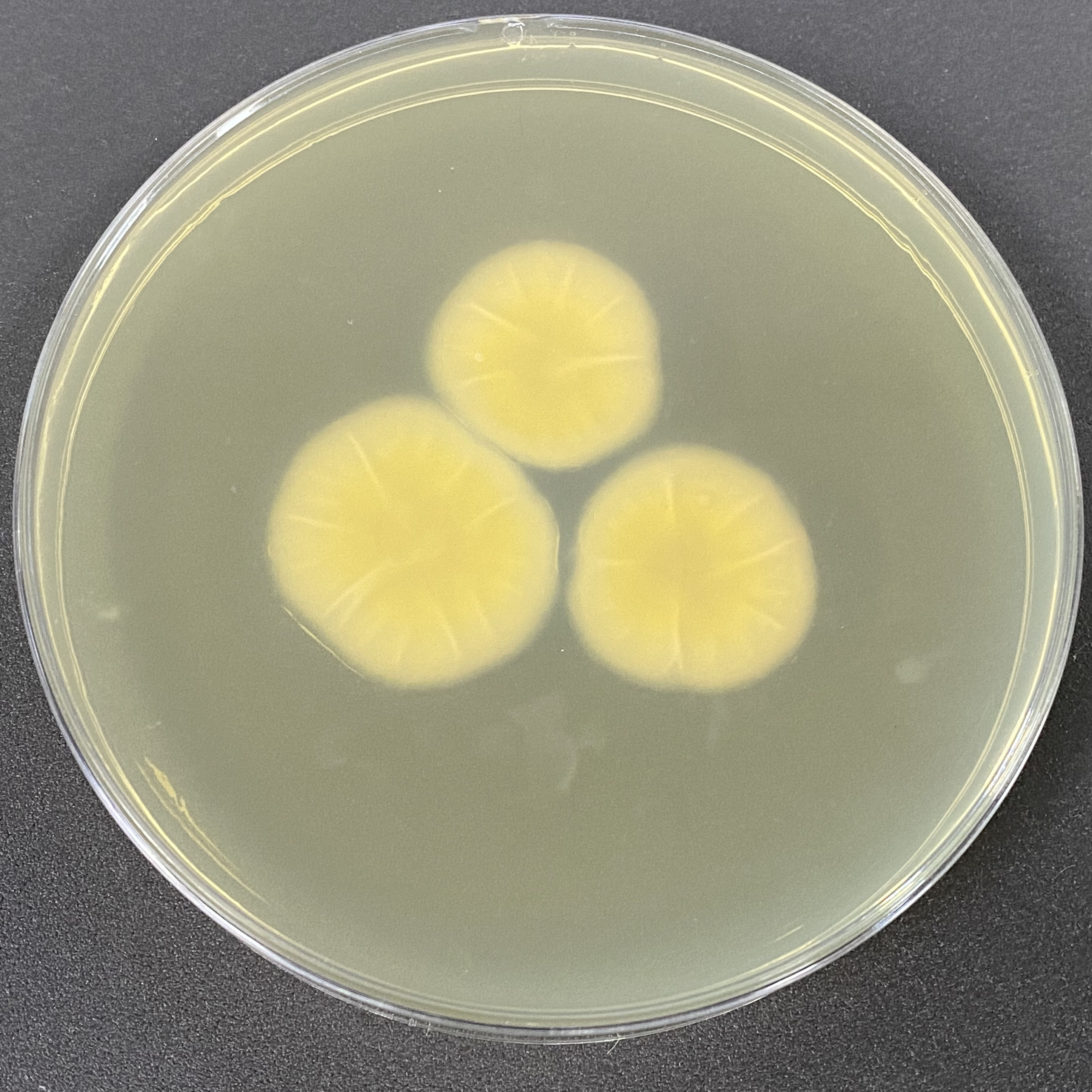 Short stalked broom fungi-BNCC