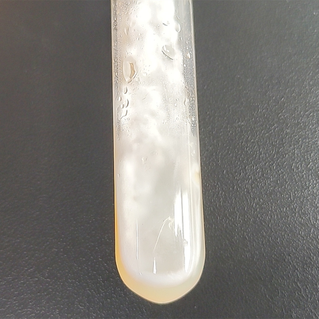 Aspergillus niger (Aspergillus niger)-BNCC