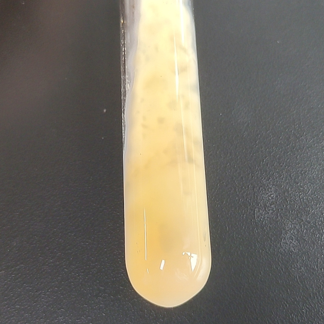 Aspergillus niger (Aspergillus niger)-BNCC