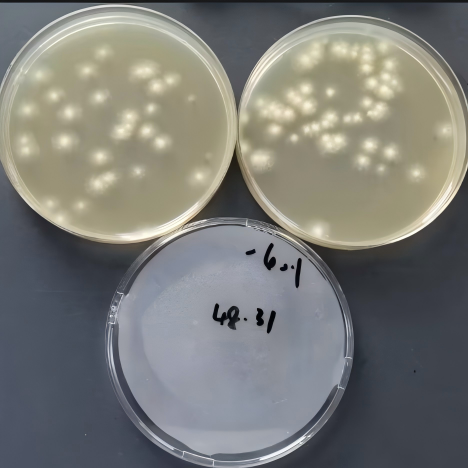 Brazilian Aspergillus-BNCC