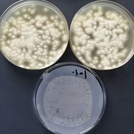 Brazilian Aspergillus-BNCC