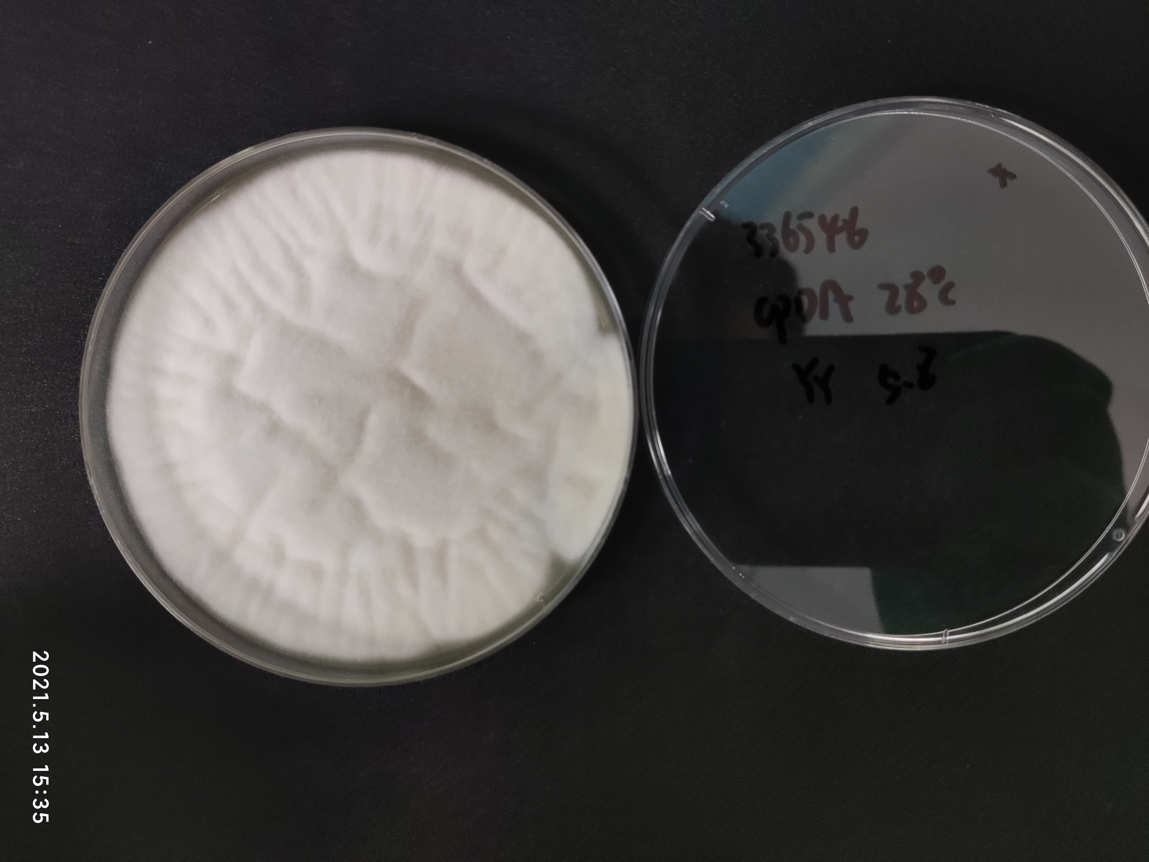 Aspergillus niger-BNCC