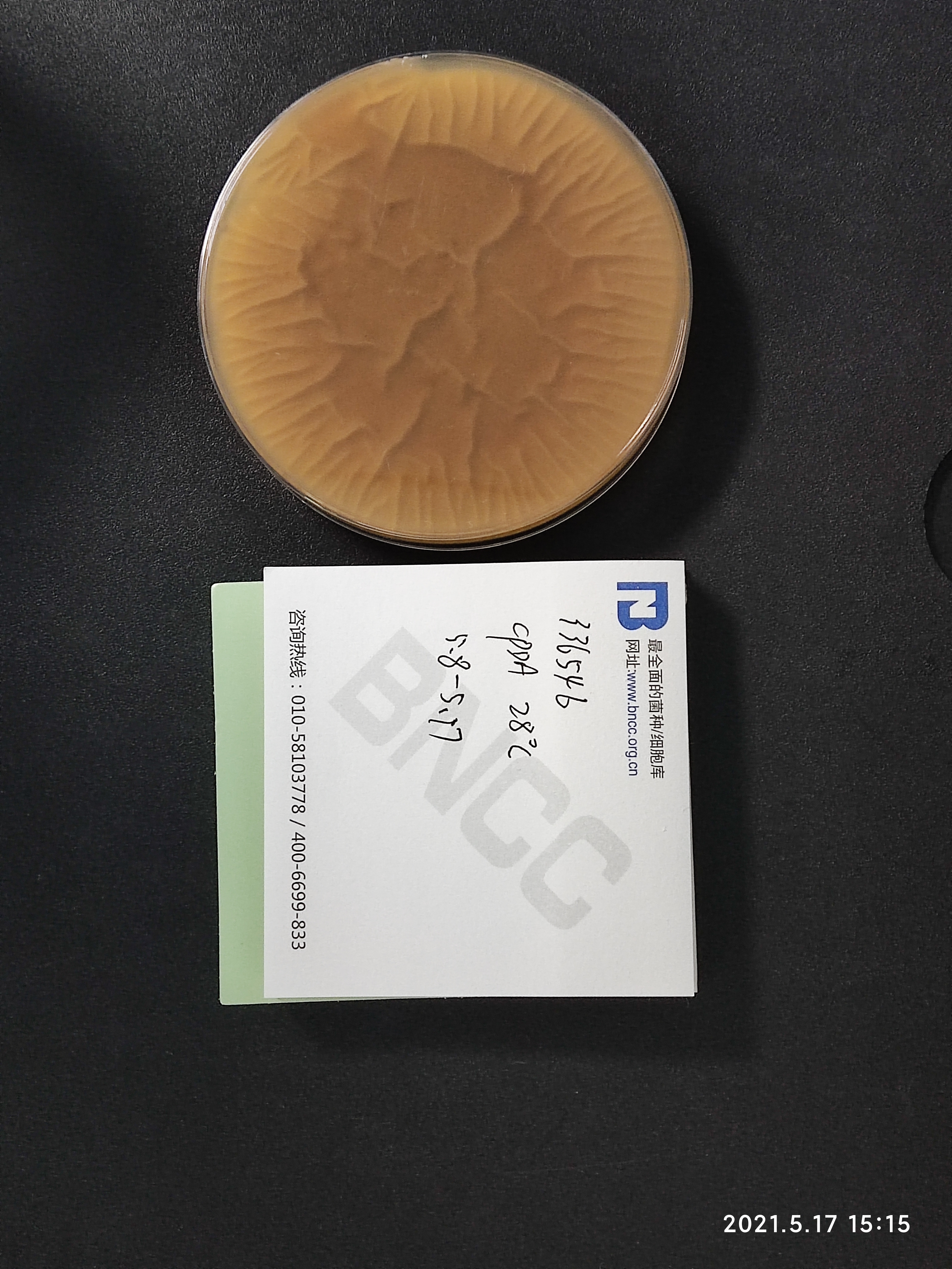 Aspergillus niger-BNCC