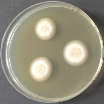 Fusarium oxysporum var. anisopliae-BNCC