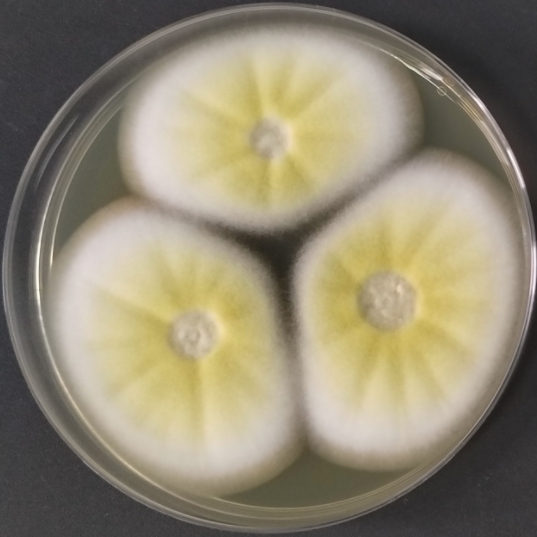 Fusarium oxysporum var. anisopliae-BNCC