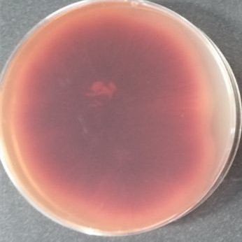 Purple red Aspergillus-BNCC