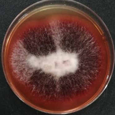 Purple red Aspergillus-BNCC