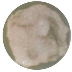 Aspergillus oryzae-BNCC