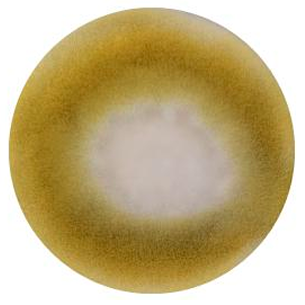 Aspergillus oryzae-BNCC