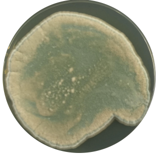 Penicillium-BNCC