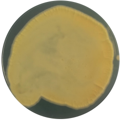 Penicillium-BNCC
