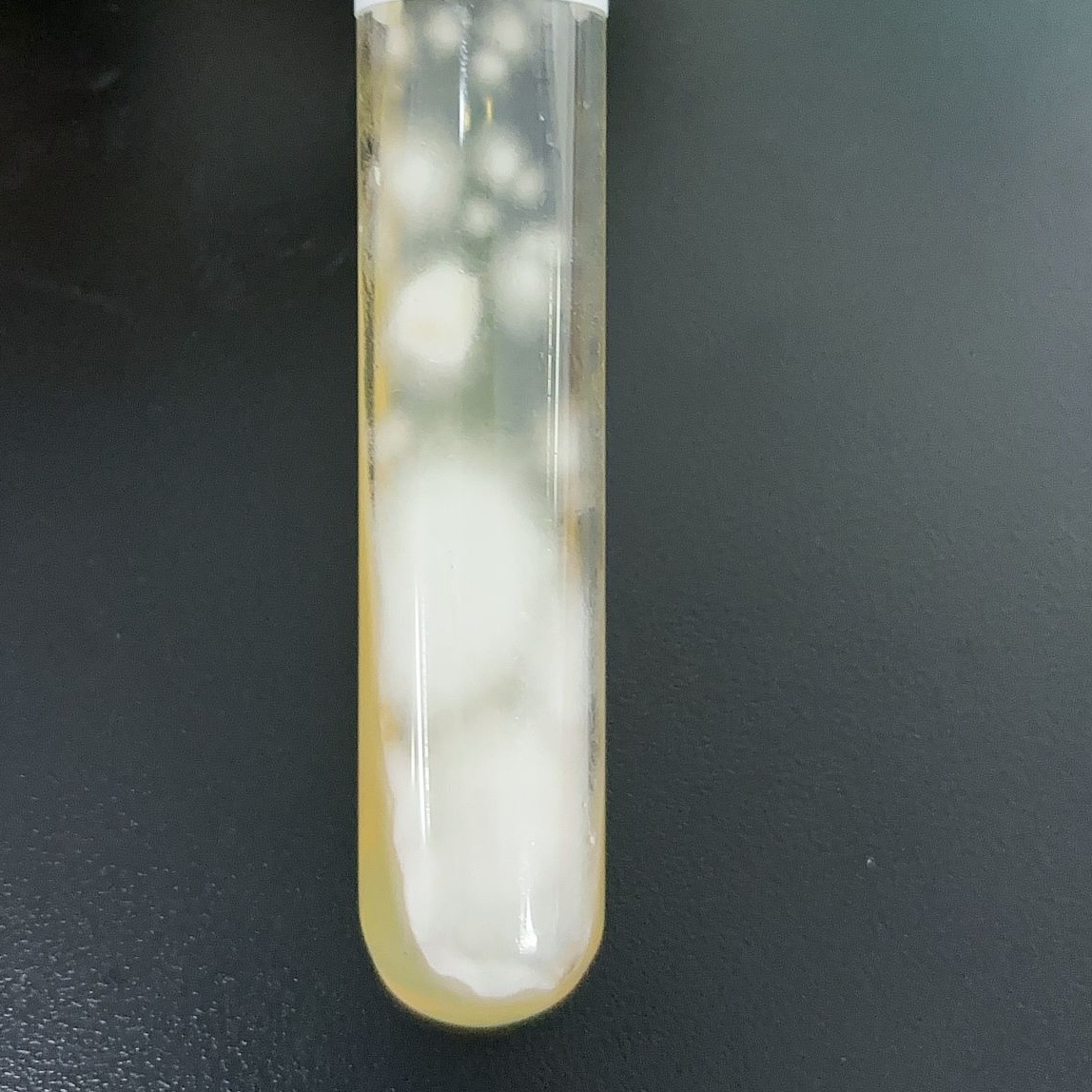 Pleurotus eryngii-BNCC