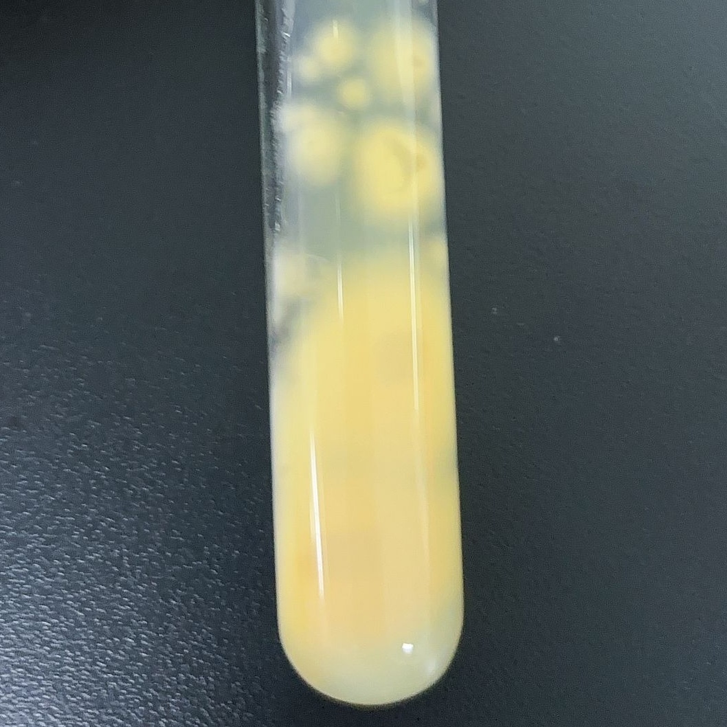 Pleurotus eryngii-BNCC